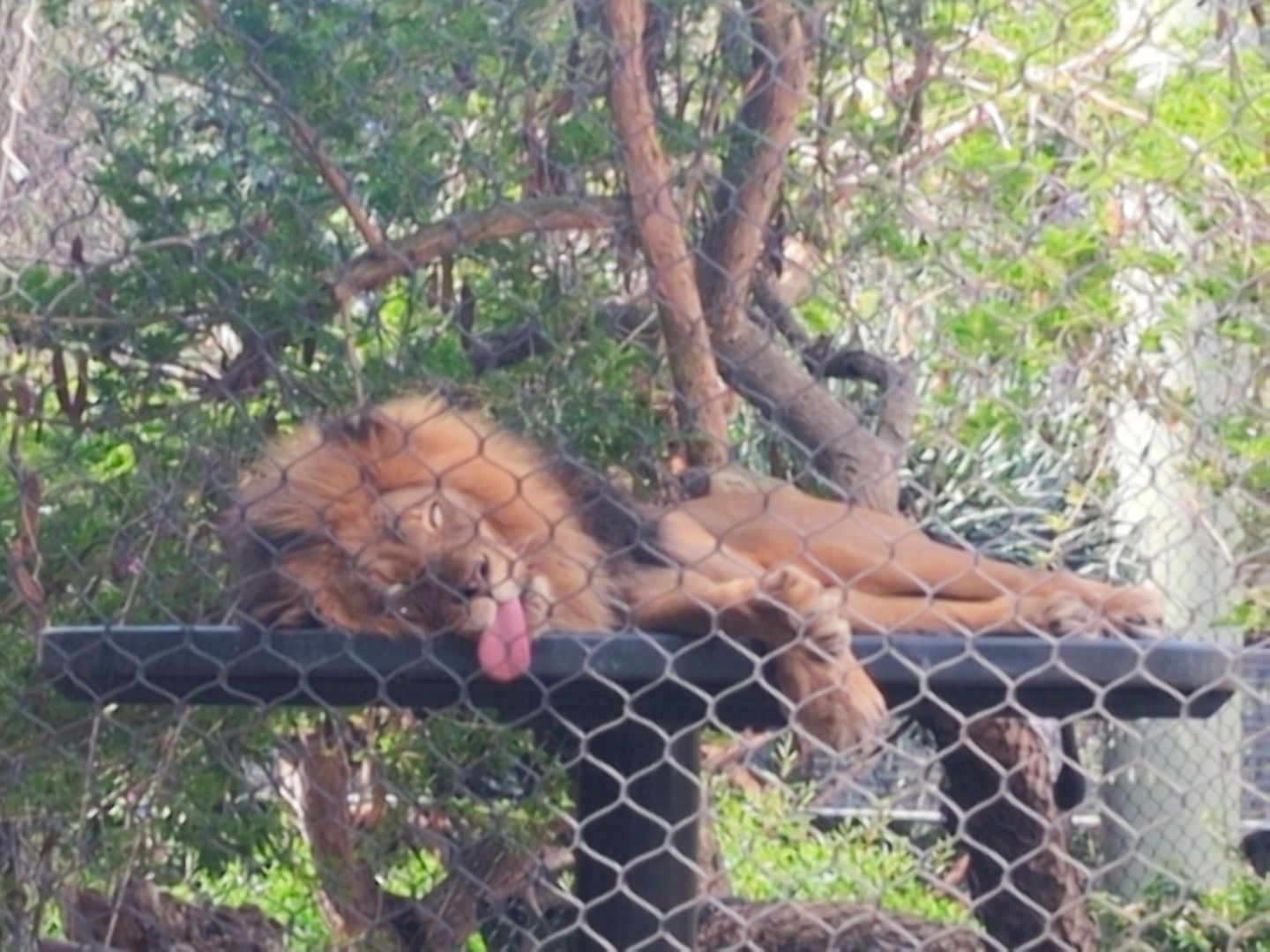 A male lion with a full mane lies splayed on a raised platform behind a chain-link fence, tongue hanging out to one side and paws draped over the edge; dappled trees and foliage fill the background.