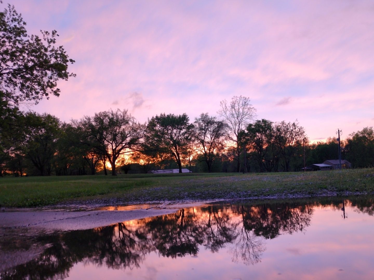Sunset with pink and purple sky, tree silhouettes and their reflections in a puddle.