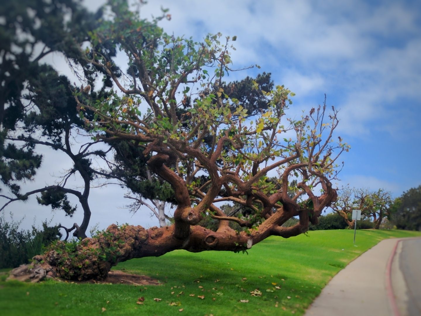 A sprawling, wind-swept tree with a twisted trunk leans low over a bright green lawn beside a curving paved path under a partly cloudy blue sky.