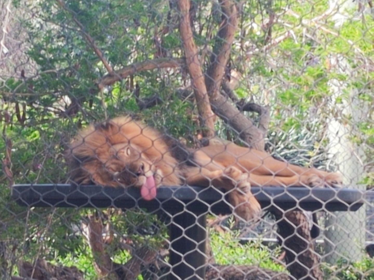 A male lion with a full mane lies splayed on a raised platform behind...